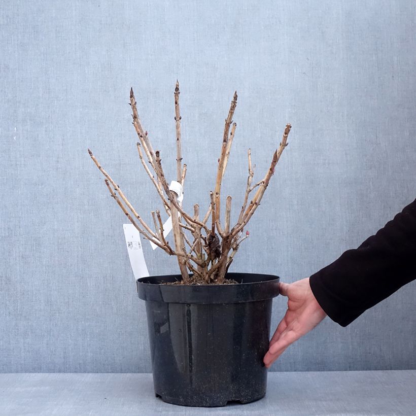 Exemplaar van Hydrangea macrophylla Leuchtfeuer - Bolhortensia Pot van 7,5 l/10 l zoals geleverd in de winter