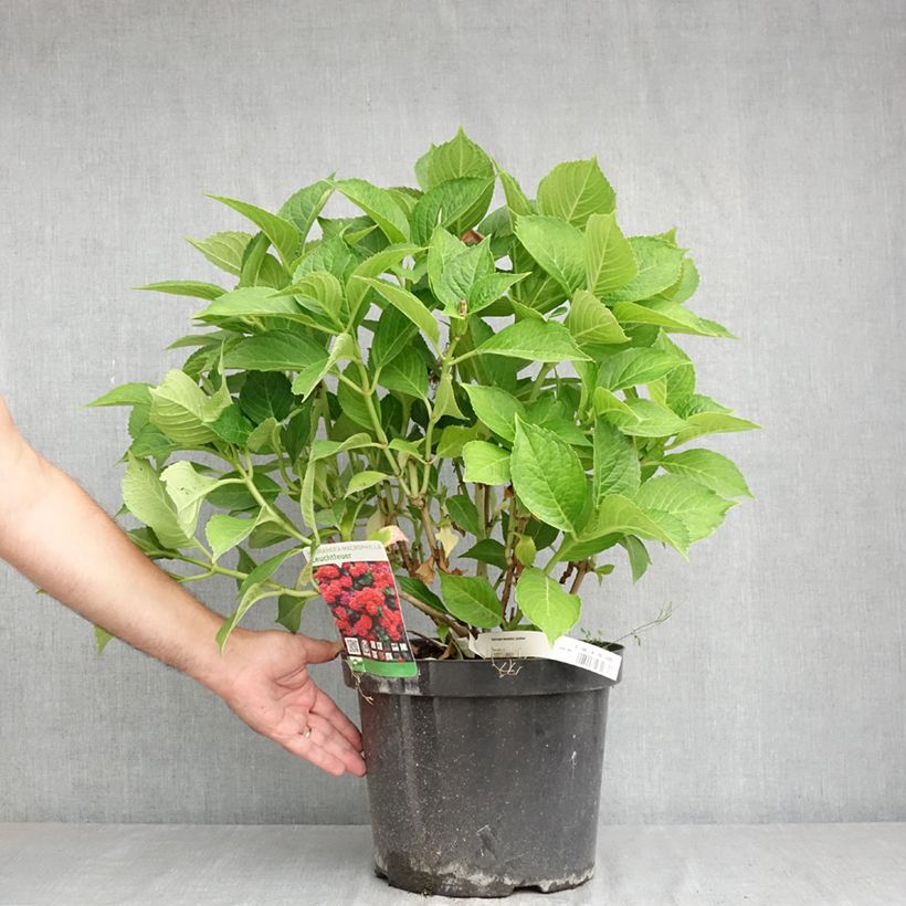 Exemplaar van Hydrangea macrophylla Leuchtfeuer - Bolhortensia Pot van 7,5 l/10 l zoals geleverd in de zomer