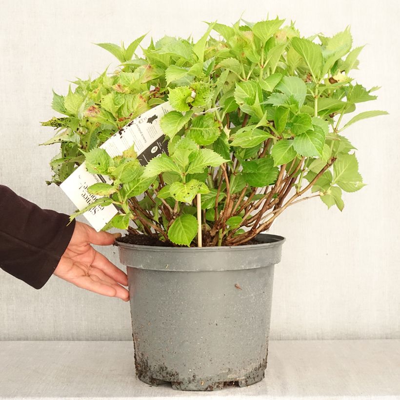 Exemplaar van Hydrangea macrophylla Leuchtfeuer - Bolhortensia Pot van 7,5 l/10 l zoals geleverd in de lente