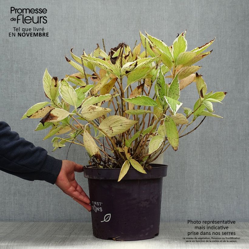Exemplaar van Hydrangea macrophylla LightoDay - Schermhortensia Pot van 7,5 l/10 l zoals geleverd in de herfst