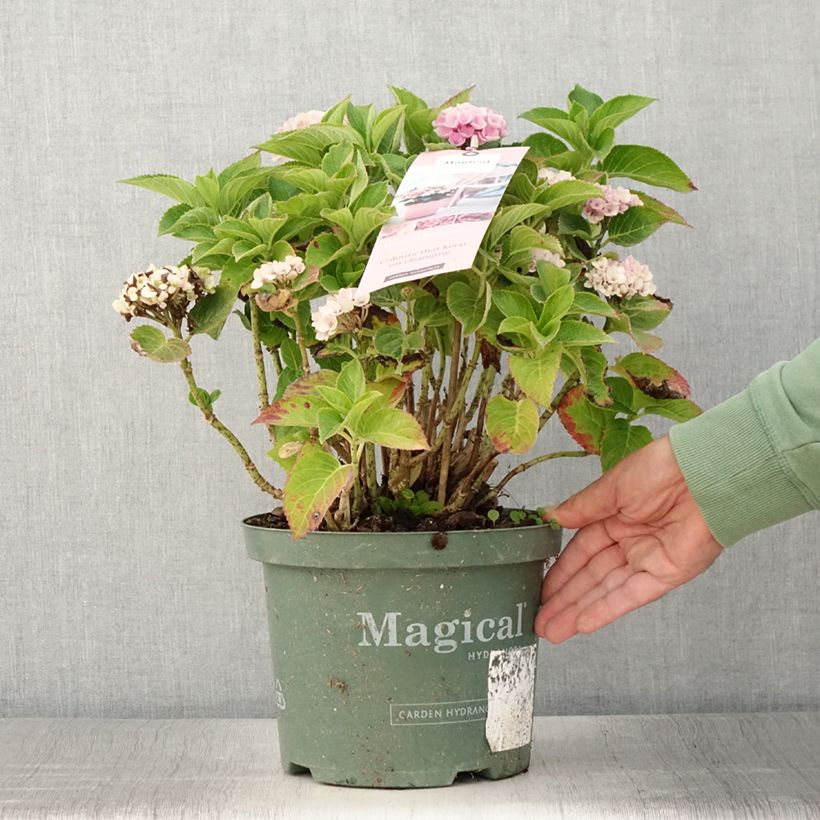 Exemplaar van Hydrangea macrophylla Magical Coral - Bolhortensia roze Pot van 4 l/5 l zoals geleverd in de zomer