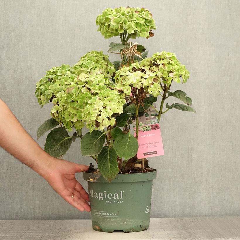 Exemplaar van Hydrangea macrophylla Magical Jewel - Bolhortensia roze Pot van 4 l/5 l zoals geleverd in de zomer