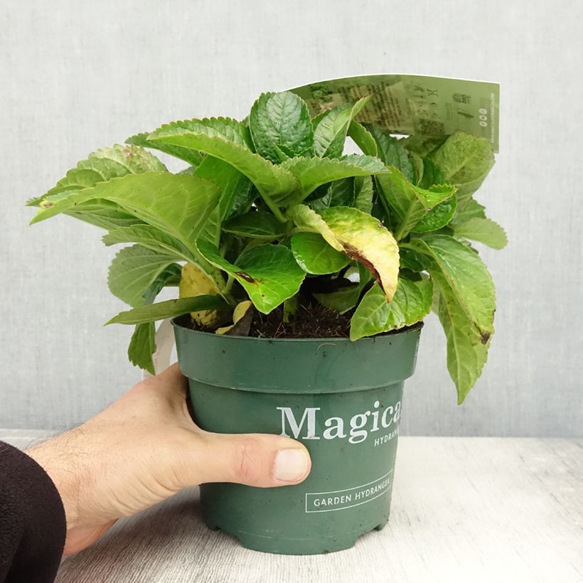 Exemplaar van Hydrangea macrophylla Magical Noblesse - Bolhortensia Pot van 2 l/3 l zoals geleverd in de herfst