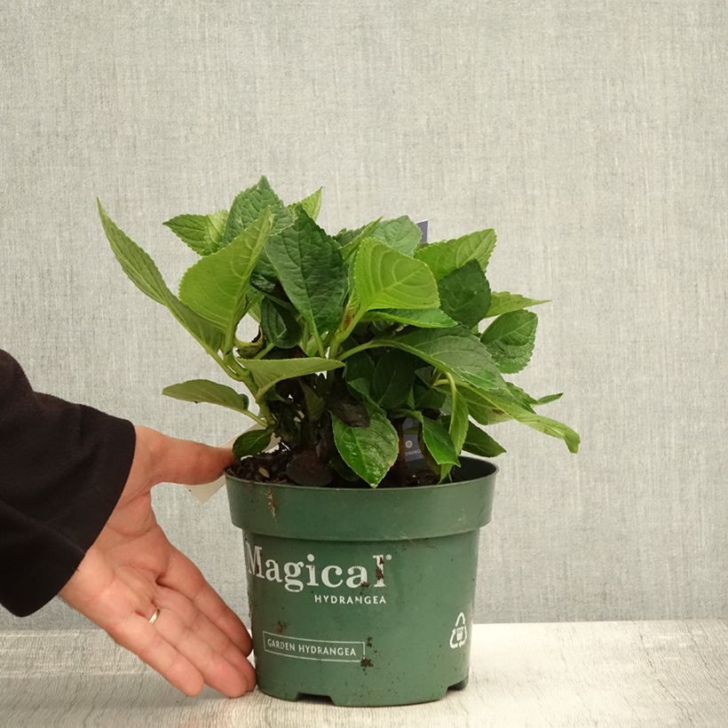 Exemplaar van Hydrangea macrophylla Magical Revolution - Bolhortensia Pot van 1,5 l/2 l zoals geleverd in de herfst
