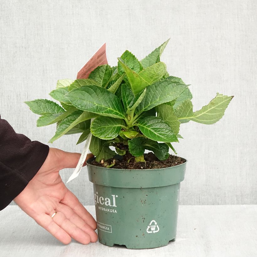 Exemplaar van Hydrangea macrophylla Magical Revolution - Bolhortensia roze Pot van 2 l/3 l zoals geleverd in de herfst