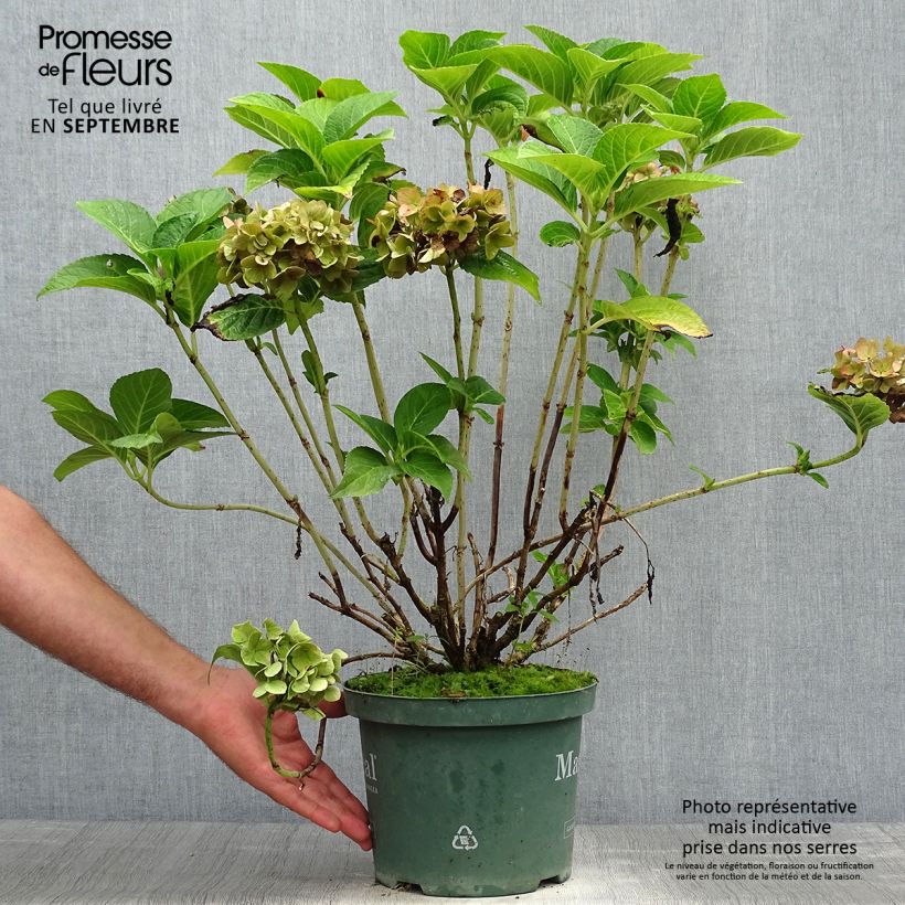 Exemplaar van Hydrangea macrophylla Magical Ruby Tuesday - Bolhortensia Pot van 2 l/3 l zoals geleverd in de herfst