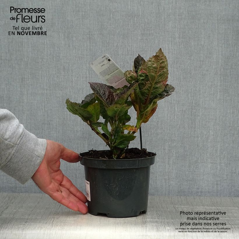 Exemplaar van Hydrangea macrophylla Merveille Sanguine - Hortensia Pot van 2 l/3 l zoals geleverd in de herfst