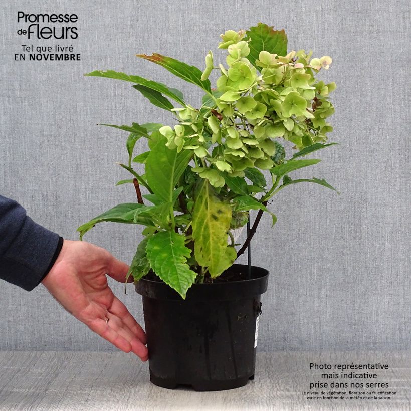 Exemplaar van Hydrangea macrophylla Teller Messalina - Schermhortensia Pot van 2 l/3 l zoals geleverd in de herfst