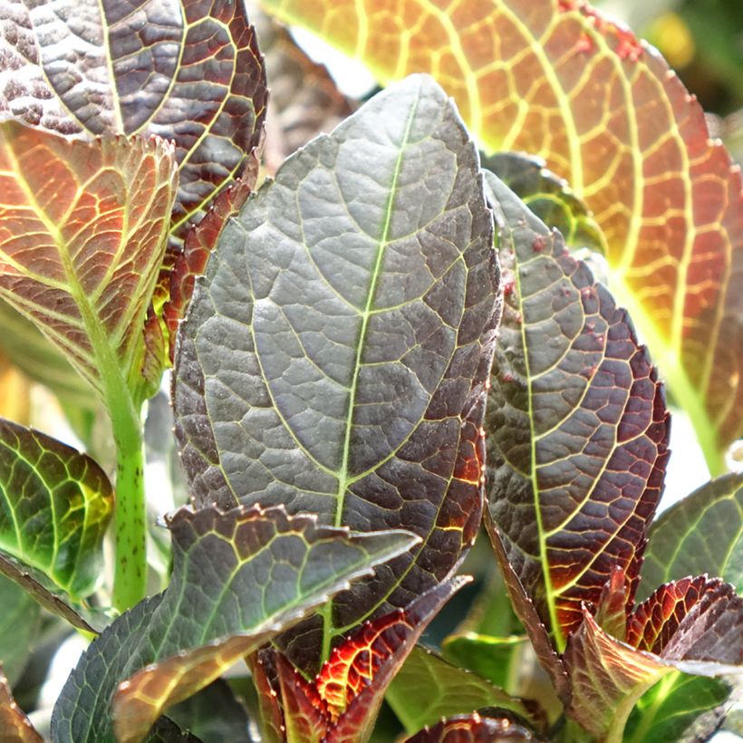 Hydrangea macrophylla Midnight Pearl - Hortensia (Blad)