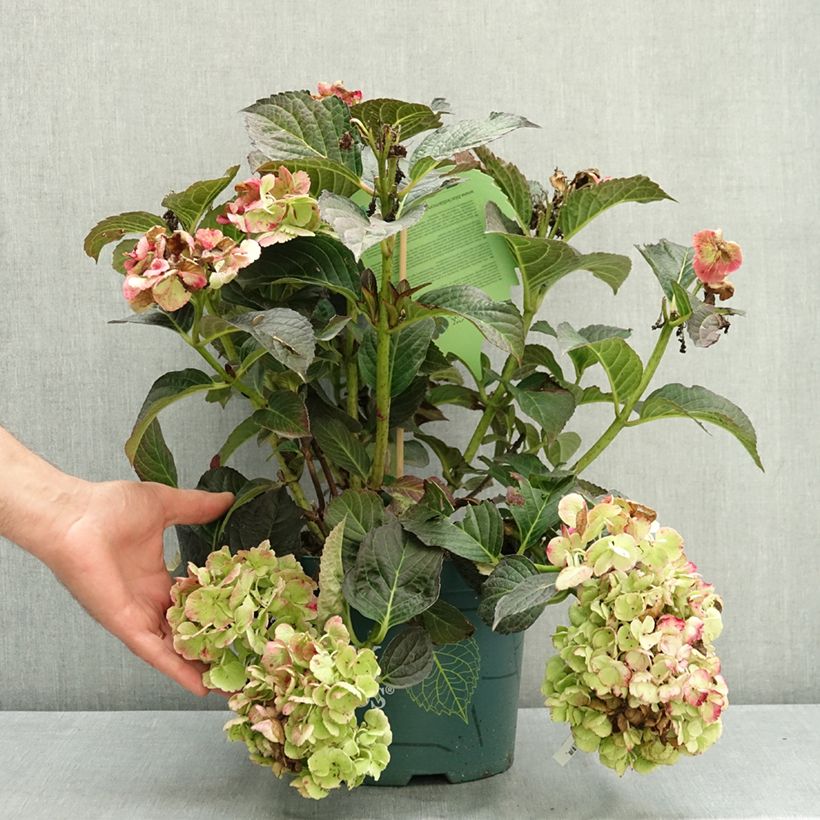 Exemplaar van Hydrangea macrophylla Midnight Pearl - Hortensia Pot van 4 l/5 l zoals geleverd in de zomer