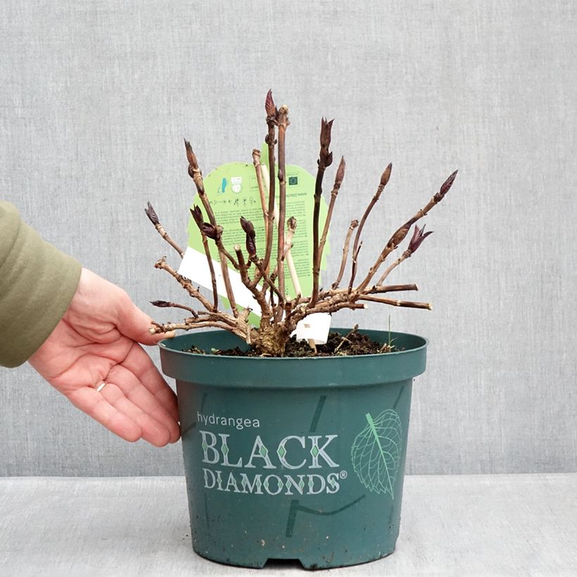 Exemplaar van Hydrangea macrophylla Midnight Pearl - Hortensia Pot van 4 l/5 l zoals geleverd in de winter