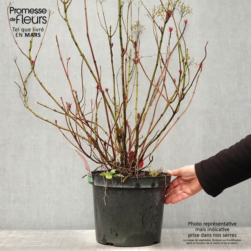 Exemplaar van Hortensia - Hydrangea macrophylla Mirai Pot van 7,5 l/10 l zoals geleverd in de lente