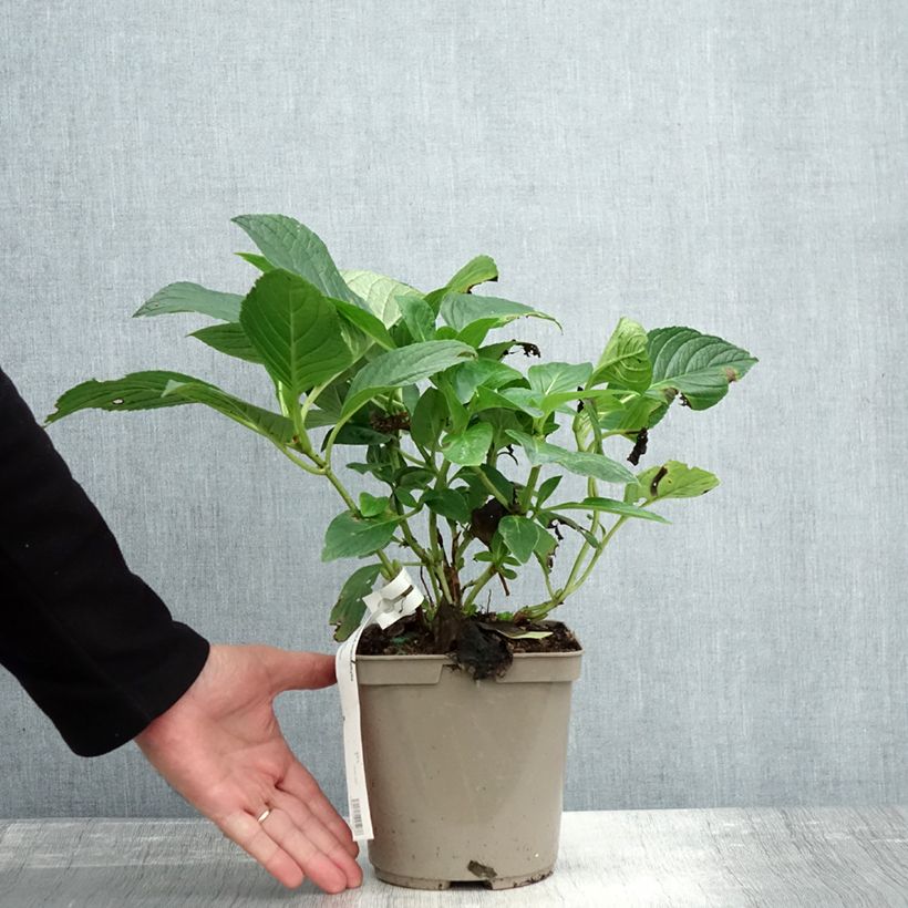 Exemplaar van Hydrangea macrophylla Mousmee - Schermhortensia Pot van 2 l/3 l zoals geleverd in de herfst