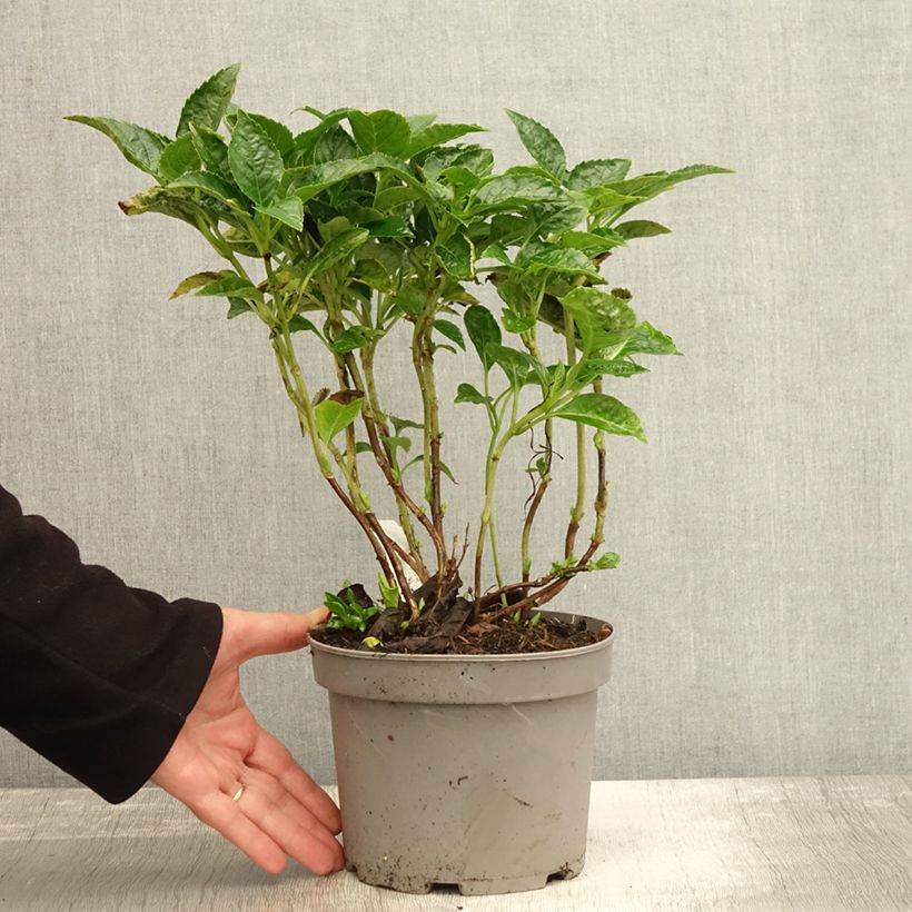 Exemplaar van Hydrangea macrophylla Pia - Bolhortensia Pot van 2 l/3 l zoals geleverd in de herfst