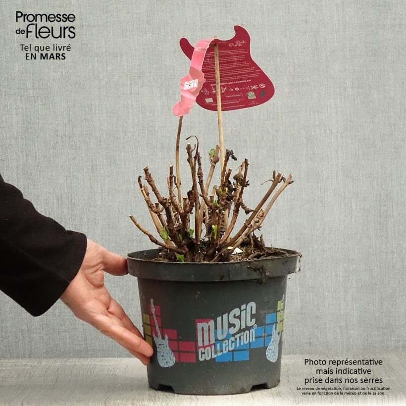 Exemplaar van Hydrangea macrophylla Pink Pop - Bolhortensia Pot van 4 l/5 l zoals geleverd in de lente