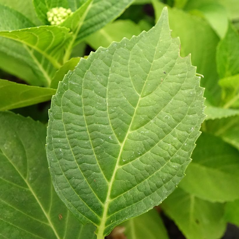 Hydrangea macrophylla Pink Pop - Bolhortensia (Blad)