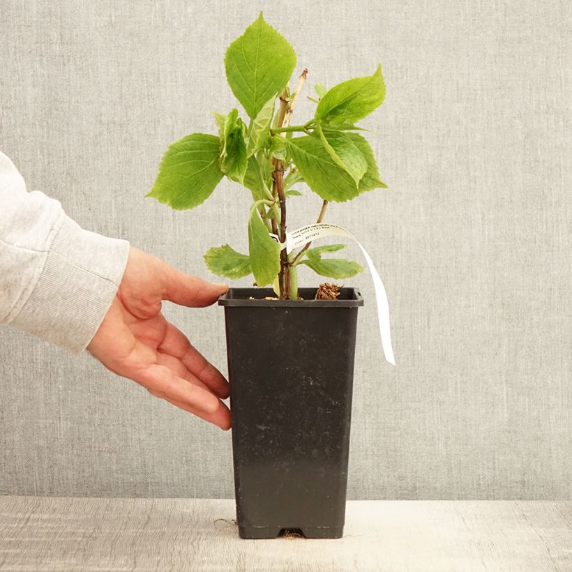 Exemplaar van Hydrangea macrophylla Princess Diana - Bolhortensia Pot van 1,5 l/2 l zoals geleverd in de lente