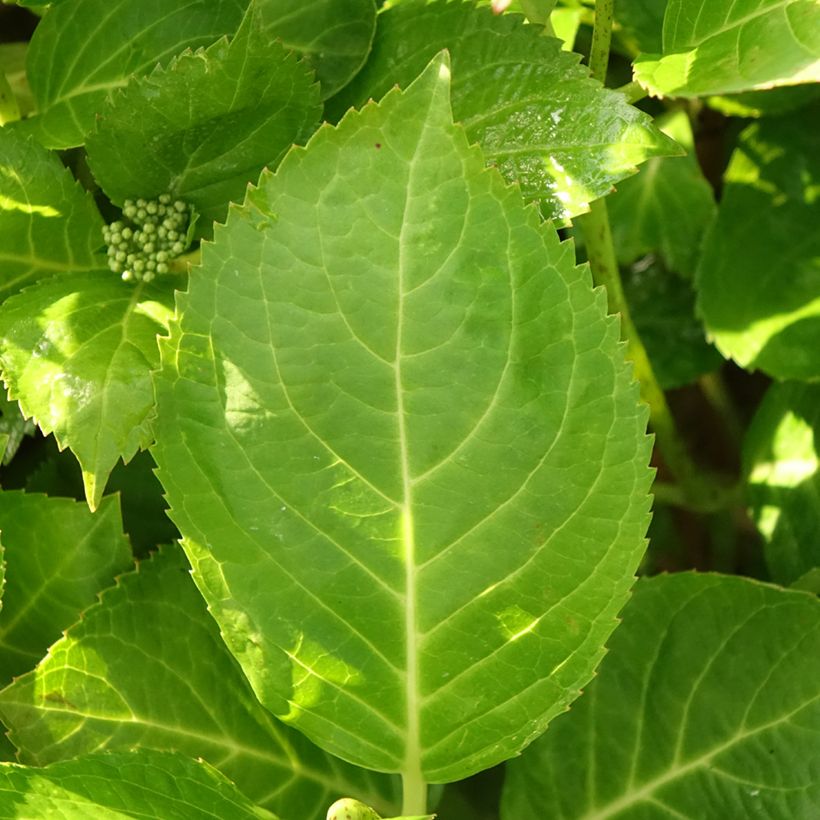 Hydrangea macrophylla Rahic - Bolhortensia (Blad)