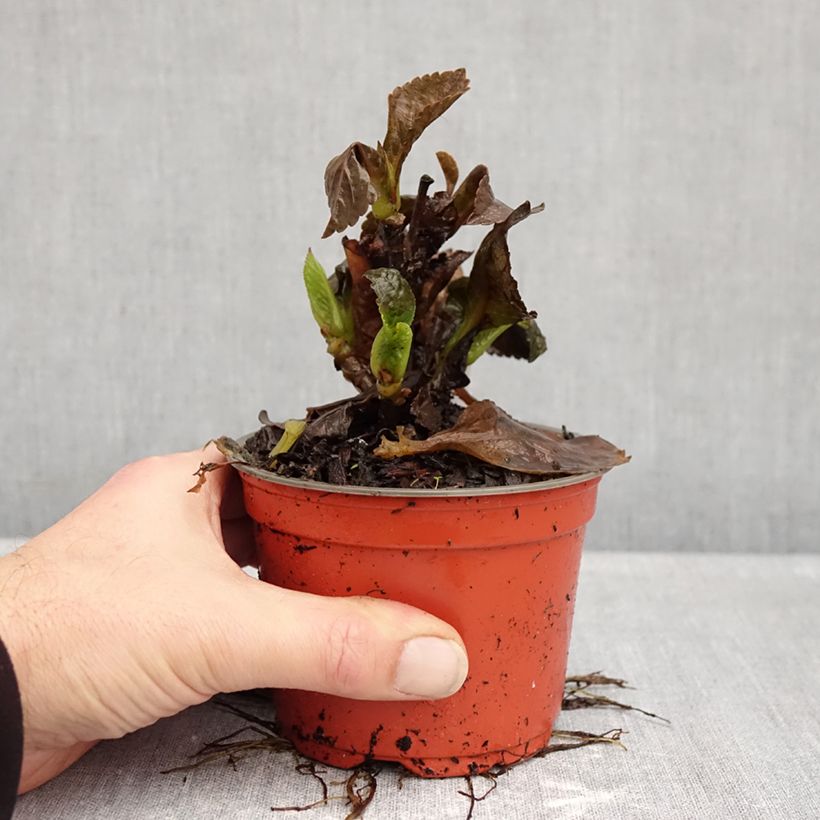 Exemplaar van Hydrangea macrophylla Choco Love - Bolhortensia Pot van 12 cm / 13 cm zoals geleverd in de herfst