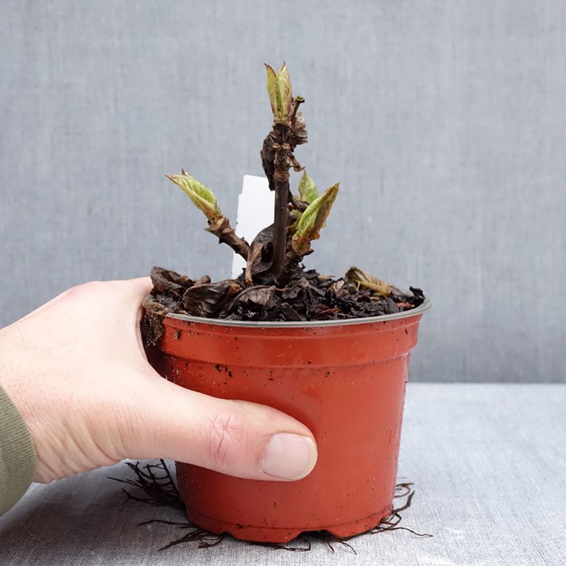 Exemplaar van Hydrangea macrophylla Choco Love - Bolhortensia Pot van 12 cm / 13 cm zoals geleverd in de winter