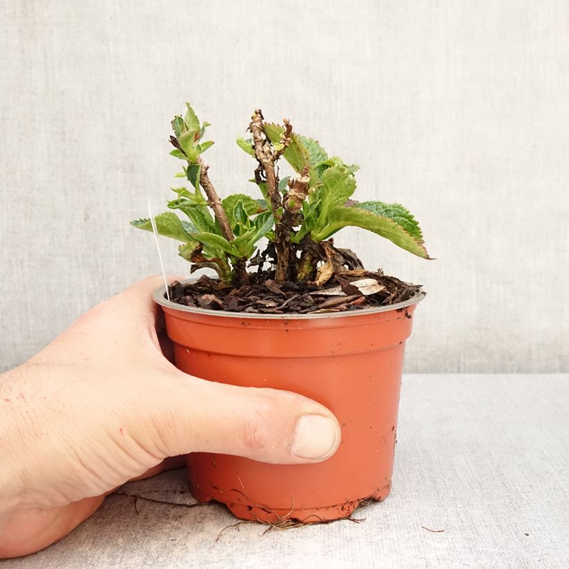 Exemplaar van Hydrangea macrophylla Choco Love - Bolhortensia Pot van 12 cm / 13 cm zoals geleverd in de lente
