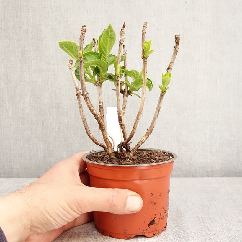 Exemplaar van Hydrangea macrophylla Dark Pink Love - Bolhortensia Pot van 12 cm / 13 cm zoals geleverd in de lente