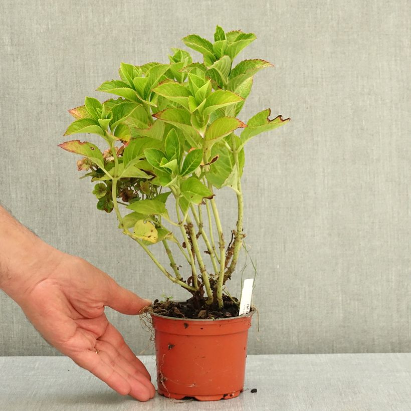 Exemplaar van Hydrangea macrophylla Ferrari Love - Bolhortensia Pot van 12 cm / 13 cm zoals geleverd in de zomer