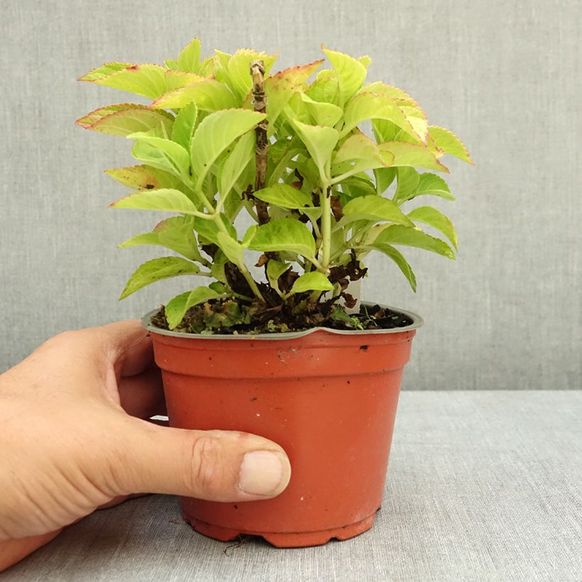 Exemplaar van Hydrangea macrophylla Rebellion Red Love - Bolhortensia Pot van 12 cm / 13 cm zoals geleverd in de zomer
