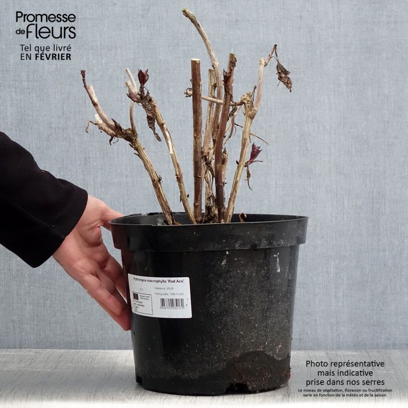 Exemplaar van Hydrangea macrophylla Red Ace - Bolhortensia Pot van 4 l/5 l zoals geleverd in de winter