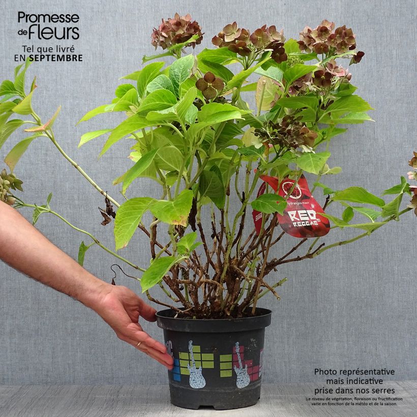 Exemplaar van Hydrangea macrophylla Music Collection Red Reggae - Bolhortensia Pot van 4 l/5 l zoals geleverd in de herfst