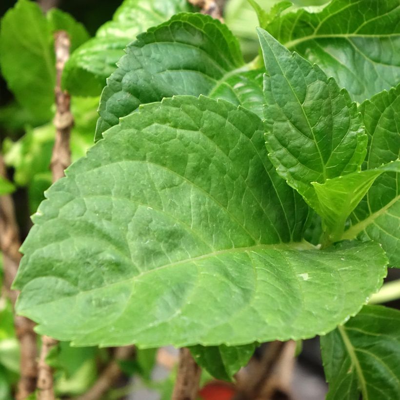 Hydrangea macrophylla Bella Pesche - Hortensia (Blad)
