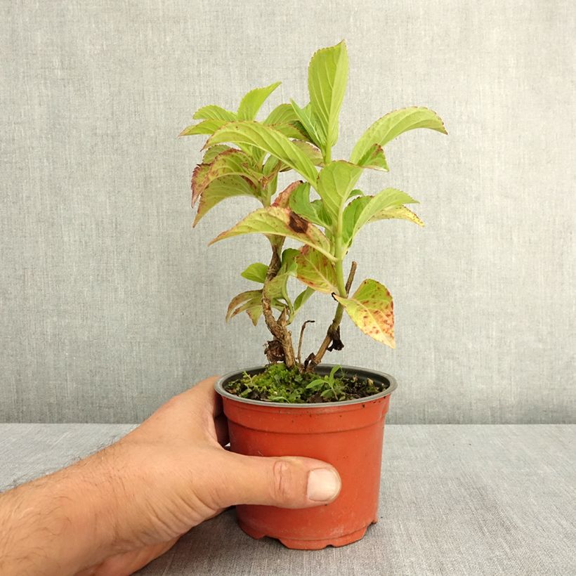 Exemplaar van Hydrangea macrophylla Bella Pesche - Hortensia Pot van 12 cm / 13 cm zoals geleverd in de zomer