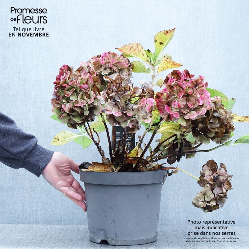 Exemplaar van Hydrangea macrophylla Rosita - Boerenhortensia Pot van 7,5 l/10 l zoals geleverd in de herfst