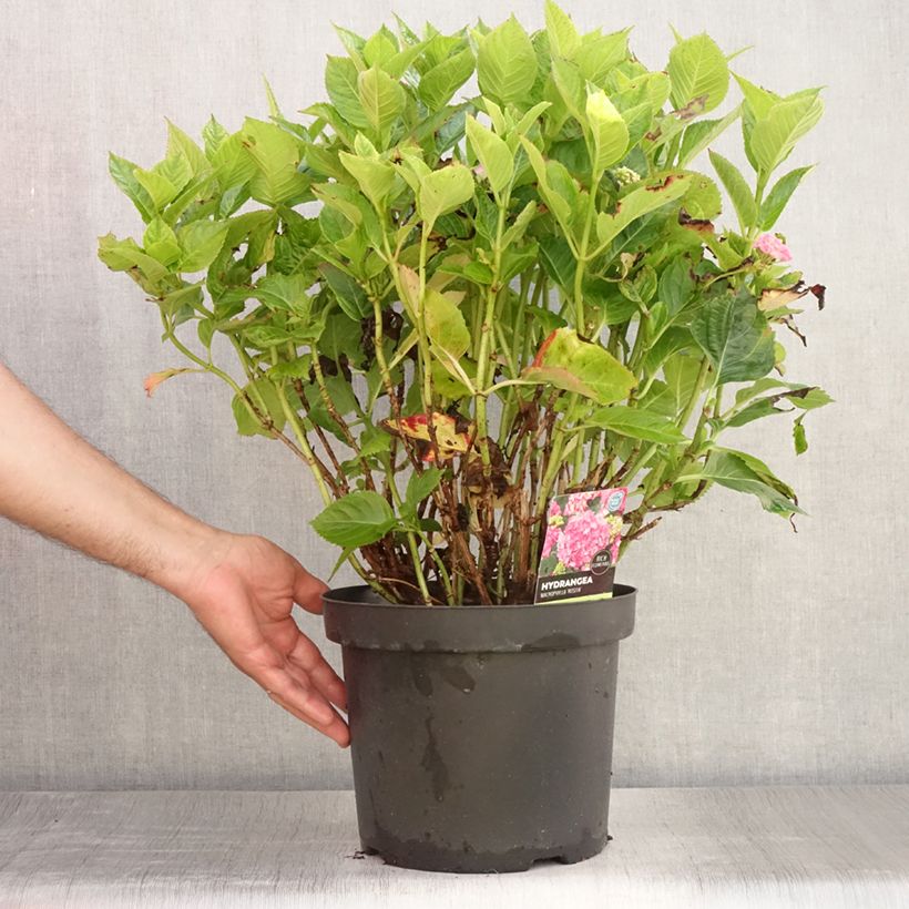 Exemplaar van Hydrangea macrophylla Rosita - Boerenhortensia Pot van 7,5 l/10 l zoals geleverd in de zomer