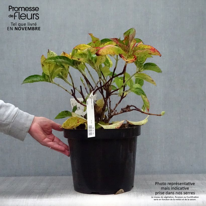 Exemplaar van Hydrangea macrophylla Rotschwanz - Schermhortensia Pot van 7,5 l/10 l zoals geleverd in de herfst