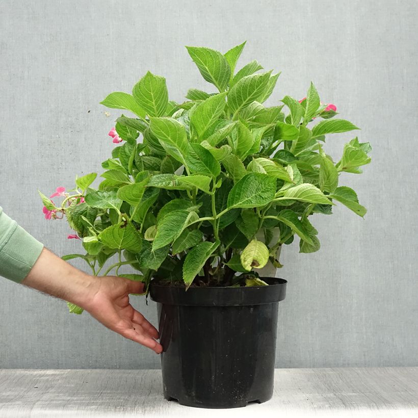 Exemplaar van Hydrangea macrophylla Rotschwanz - Schermhortensia Pot van 7,5 l/10 l zoals geleverd in de zomer