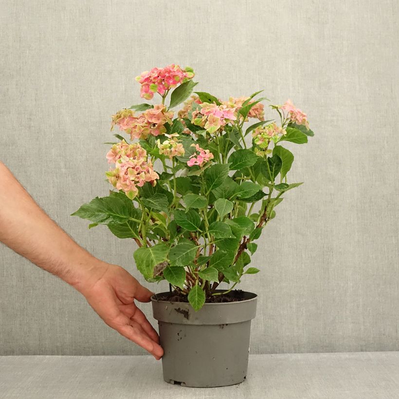 Exemplaar van Hydrangea macrophylla Schloss Wackerbarth - Bolhortensia Pot van 3 l/4 l zoals geleverd in de zomer
