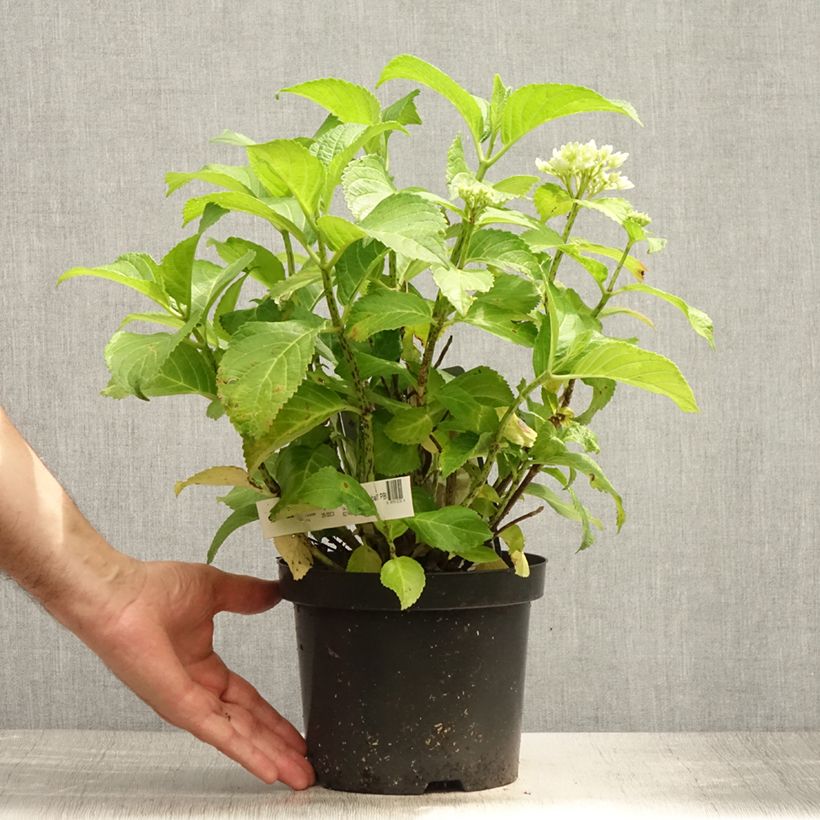 Exemplaar van Hydrangea macrophylla Schneeball - Bolhortensia Pot van 2 l/3 l zoals geleverd in de zomer