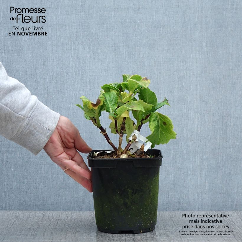 Exemplaar van Hortensia macrophylla So Long Aya Pot de 3L/4L zoals geleverd in de herfst
