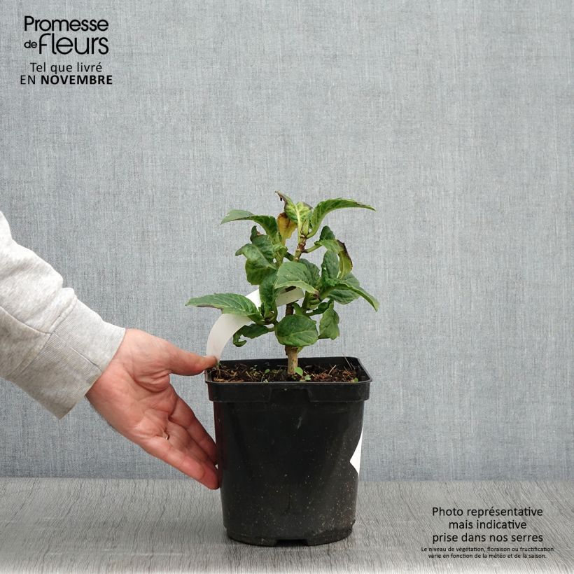 Exemplaar van Bolhortensia So Long Starlit Sky Pot van 3 l/4 l zoals geleverd in de herfst
