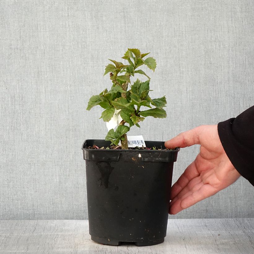 Exemplaar van Bolhortensia So Long Starlit Sky Pot van 3 l/4 l zoals geleverd in de lente