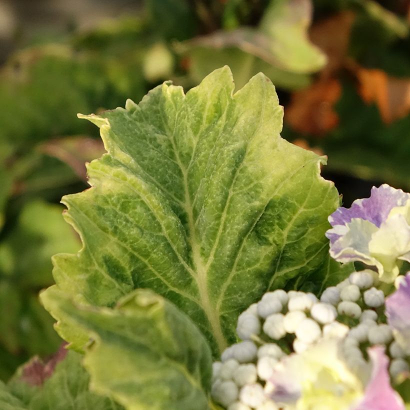 Bolhortensia So Long Starlit Sky (Blad)