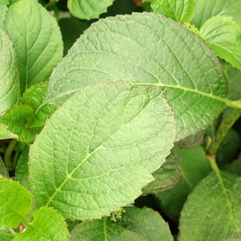Hydrangea macrophylla So Long Sunny - Bolhortensia (Blad)