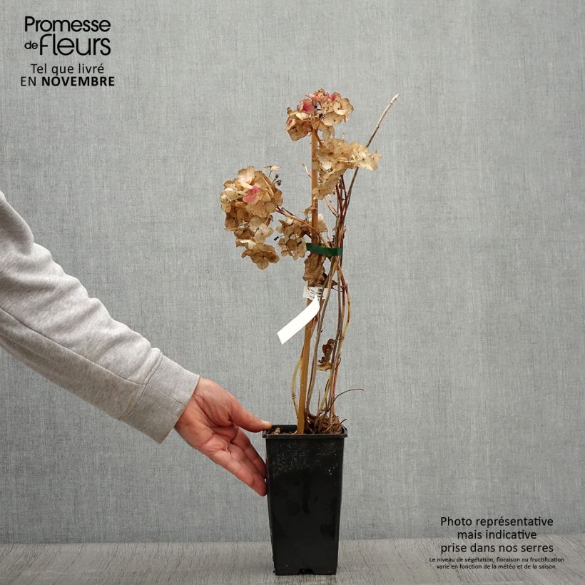 Exemplaar van Hydrangea So Long Rosy - Bolhortensia Pot van 1,5 l/2 l zoals geleverd in de herfst
