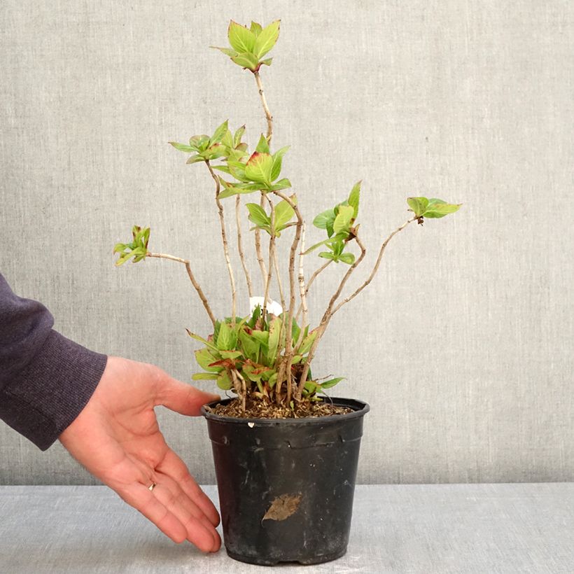 Exemplaar van Hydrangea So Long Rosy - Bolhortensia Pot van 1,5 l/2 l zoals geleverd in de lente
