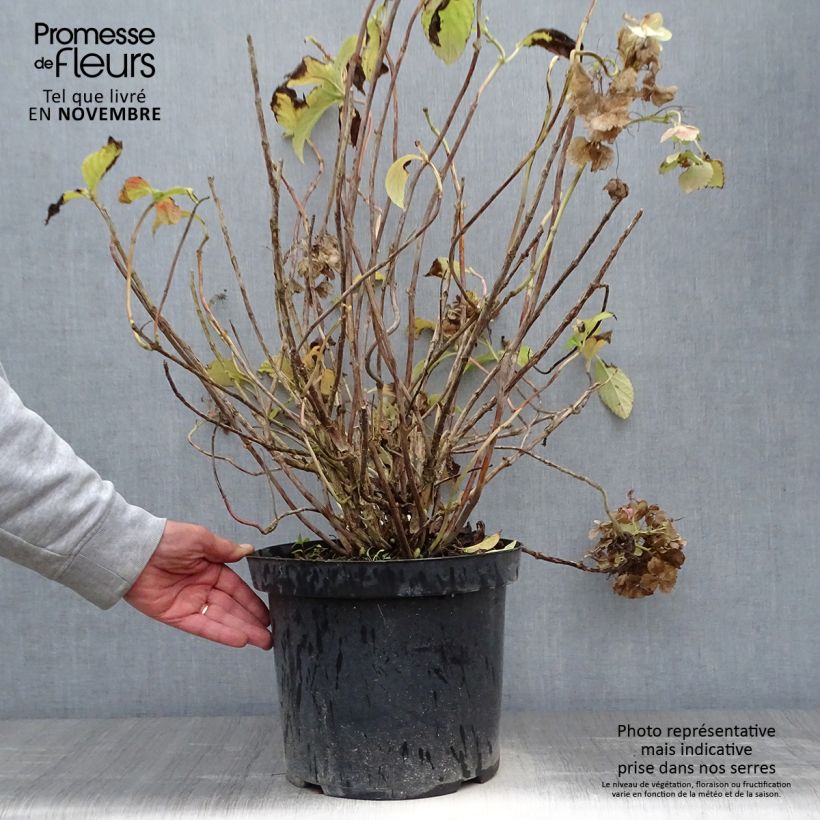 Exemplaar van Hydrangea macrophylla Soeur Thérèse - Bolhortensia Pot van 7,5 l/10 l zoals geleverd in de herfst