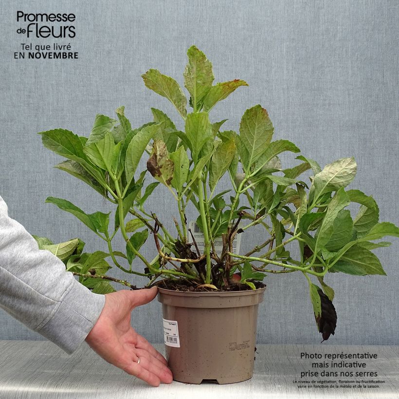 Exemplaar van Hydrangea macrophylla Soeur Thérèse - Bolhortensia Pot van 2 l/3 l zoals geleverd in de herfst