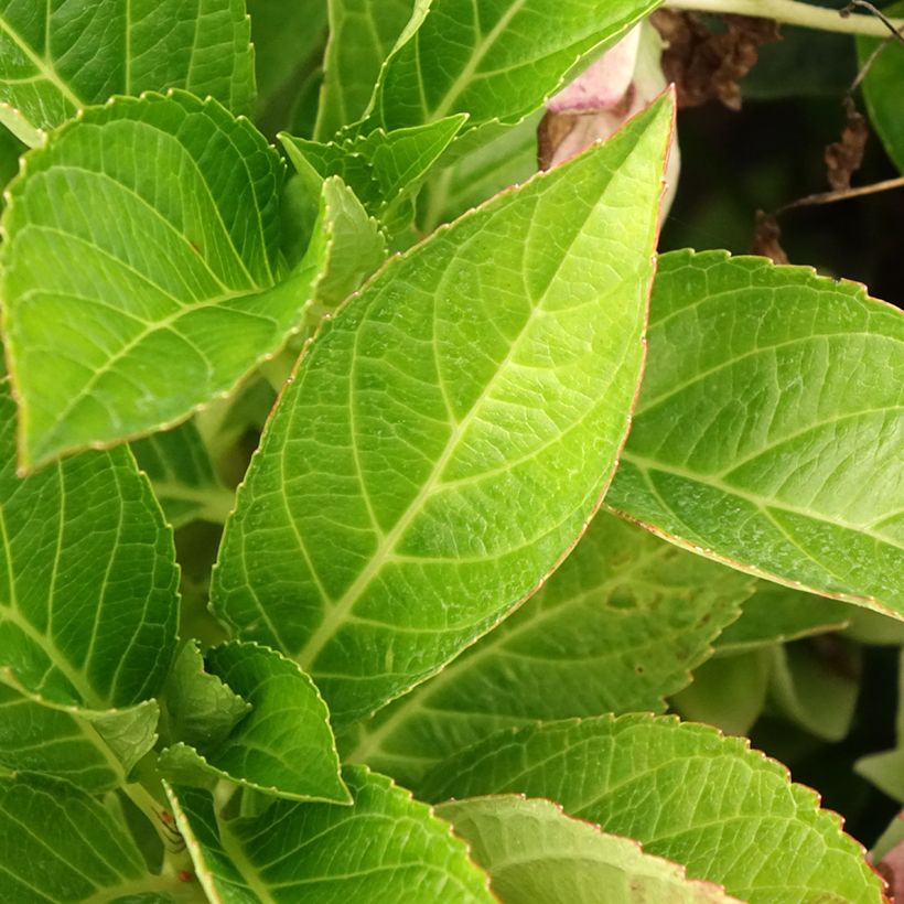 Hydrangea macrophylla Soft Pink Salsa - Boerenhortensia (Blad)