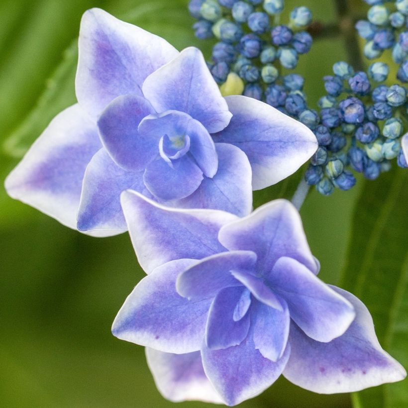 Hydrangea macrophylla Star Gazer - Bolhortensia (Bloei)