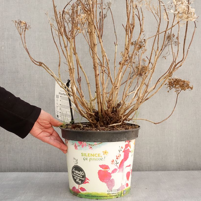 Exemplaar van Hydrangea macrophylla Star Gazer - Bolhortensia Pot van 7,5 l/10 l zoals geleverd in de winter